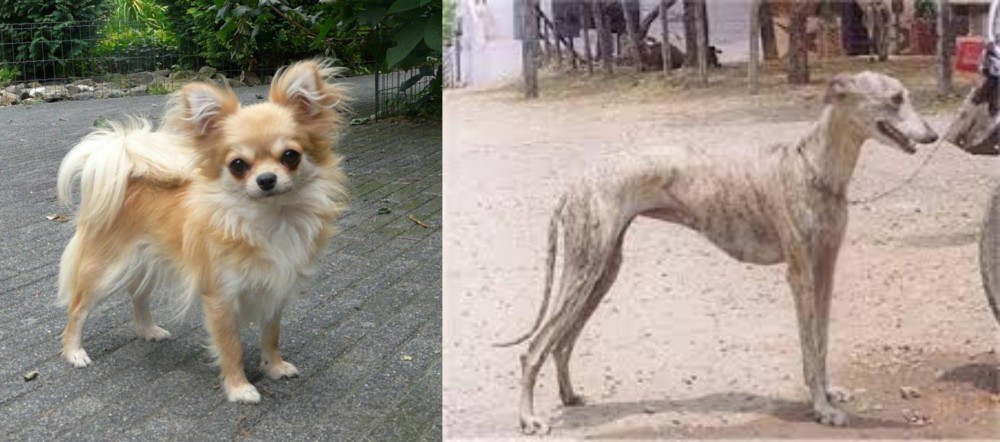 Rampur Greyhound vs Long Haired Chihuahua - Breed Comparison