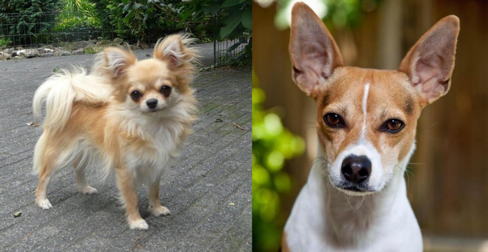 Rat Terrier vs Long Haired Chihuahua - Breed Comparison