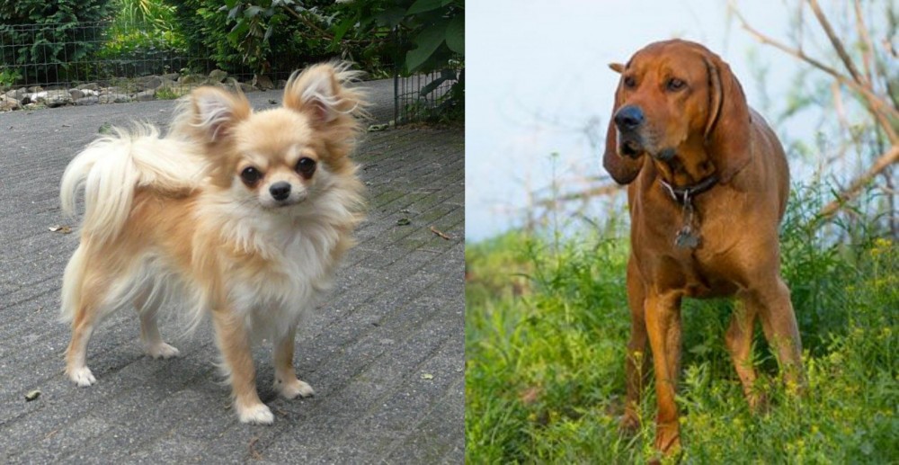 Redbone Coonhound vs Long Haired Chihuahua - Breed Comparison