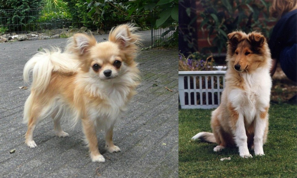 Rough Collie vs Long Haired Chihuahua - Breed Comparison