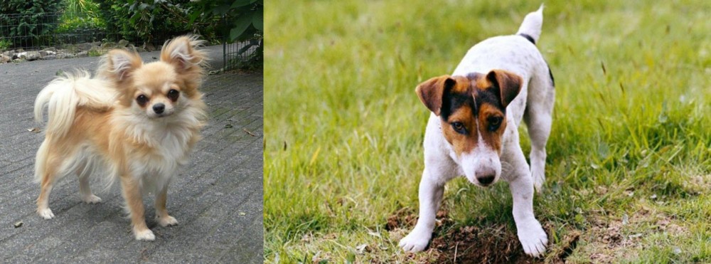 Russell Terrier vs Long Haired Chihuahua - Breed Comparison