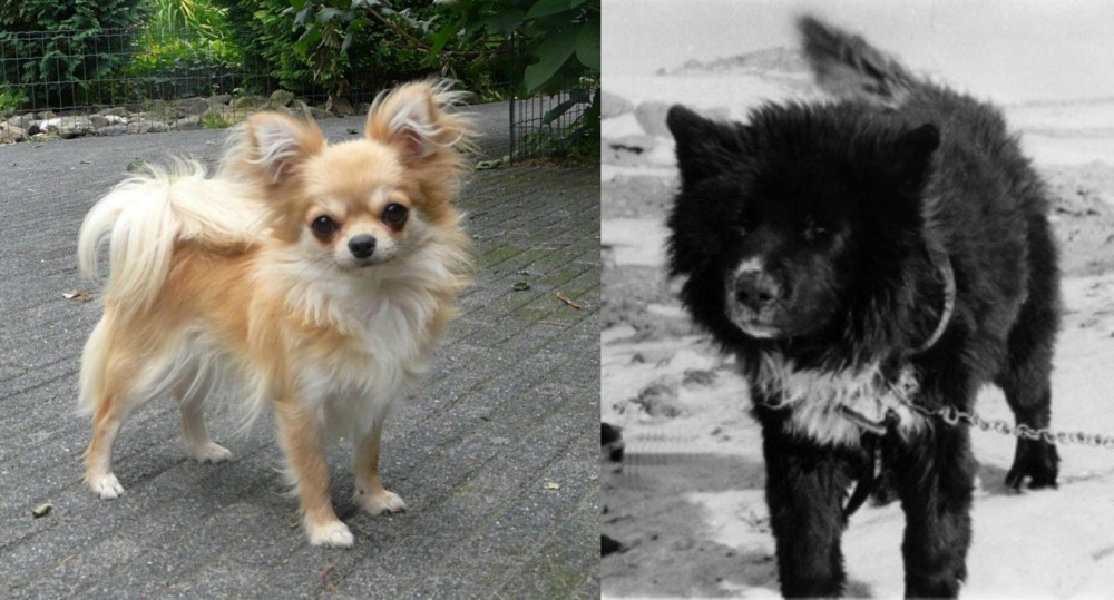 Sakhalin Husky vs Long Haired Chihuahua - Breed Comparison