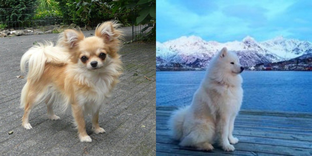 Samoyed vs Long Haired Chihuahua - Breed Comparison