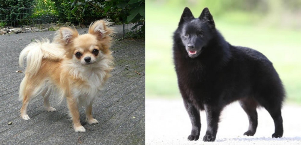 Schipperke vs Long Haired Chihuahua - Breed Comparison