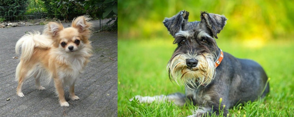 Schnauzer vs Long Haired Chihuahua - Breed Comparison