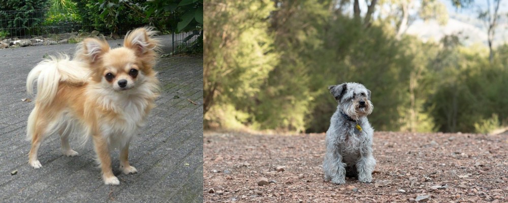 Schnoodle vs Long Haired Chihuahua - Breed Comparison