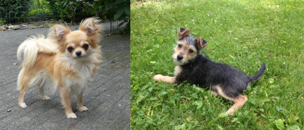 Schnorkie vs Long Haired Chihuahua - Breed Comparison