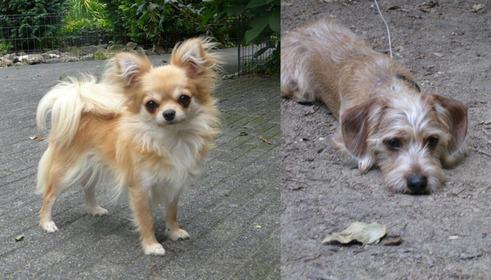 Schweenie vs Long Haired Chihuahua - Breed Comparison