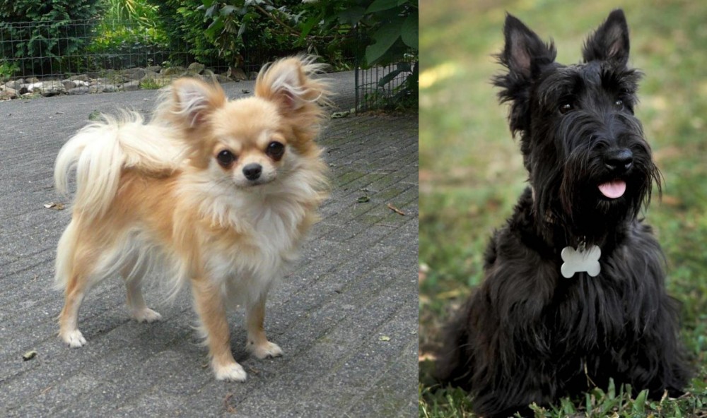 Scoland Terrier vs Long Haired Chihuahua - Breed Comparison
