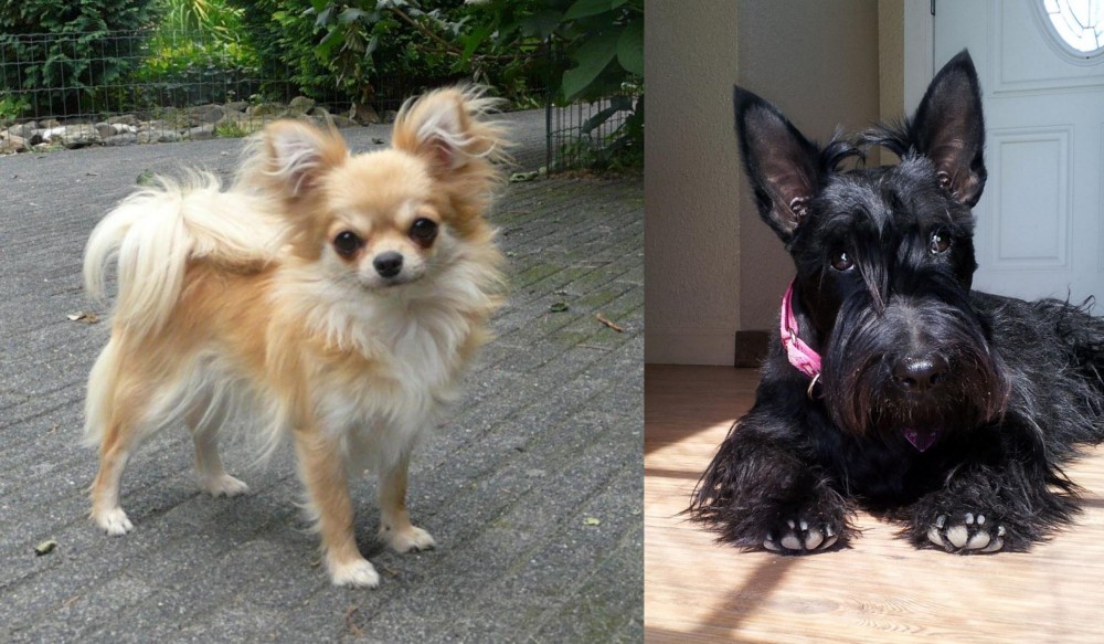 Scottish Terrier vs Long Haired Chihuahua - Breed Comparison