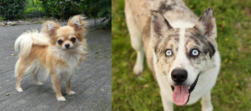 Shepherd Husky vs Long Haired Chihuahua - Breed Comparison