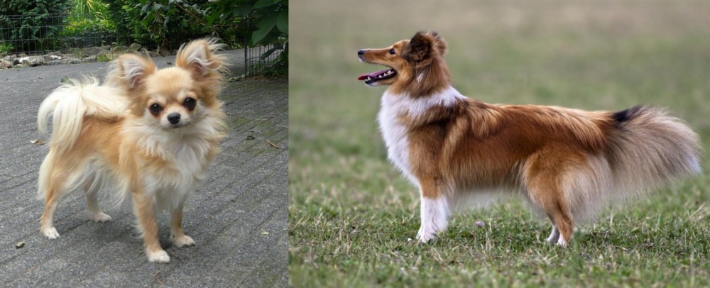 Shetland Sheepdog vs Long Haired Chihuahua - Breed Comparison