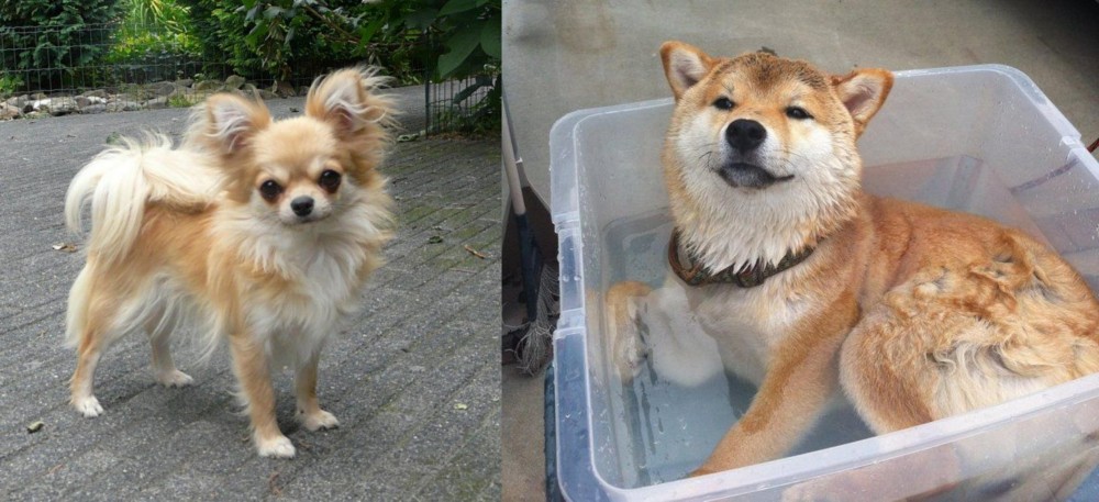 Shiba Inu vs Long Haired Chihuahua - Breed Comparison