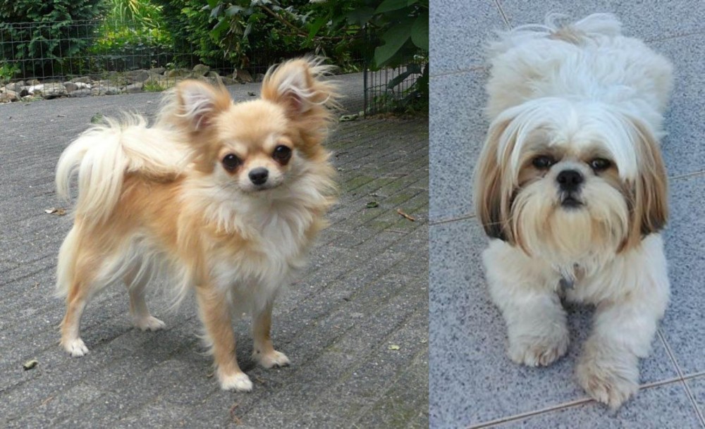 Shih Tzu vs Long Haired Chihuahua - Breed Comparison