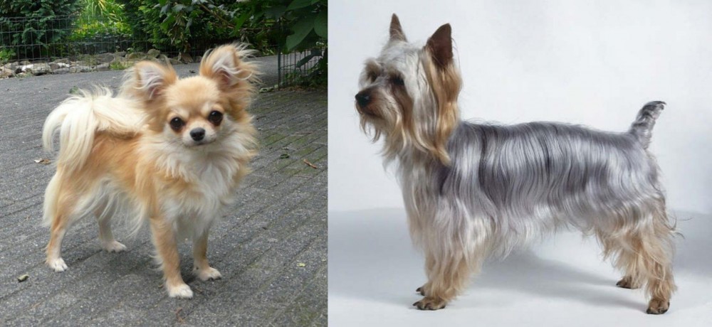 Silky Terrier vs Long Haired Chihuahua - Breed Comparison
