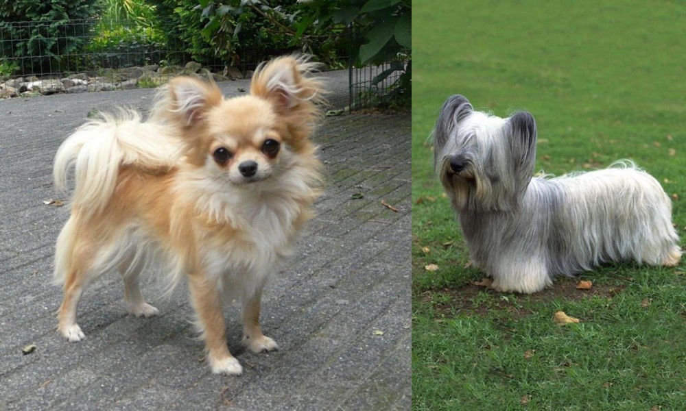 Skye Terrier vs Long Haired Chihuahua - Breed Comparison