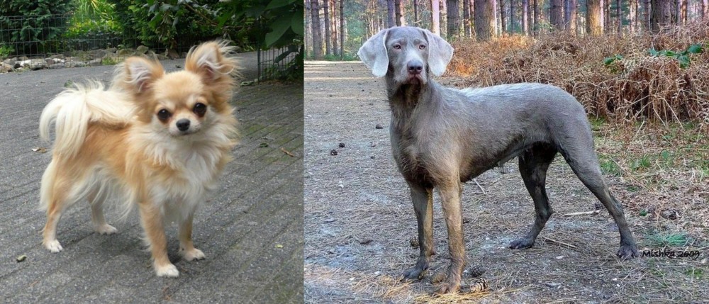 Slovensky Hrubosrsty Stavac vs Long Haired Chihuahua - Breed Comparison
