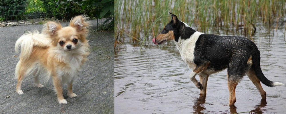 Smooth Collie vs Long Haired Chihuahua - Breed Comparison