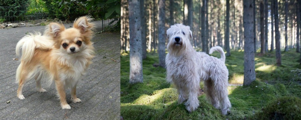 Soft-Coated Wheaten Terrier vs Long Haired Chihuahua - Breed Comparison