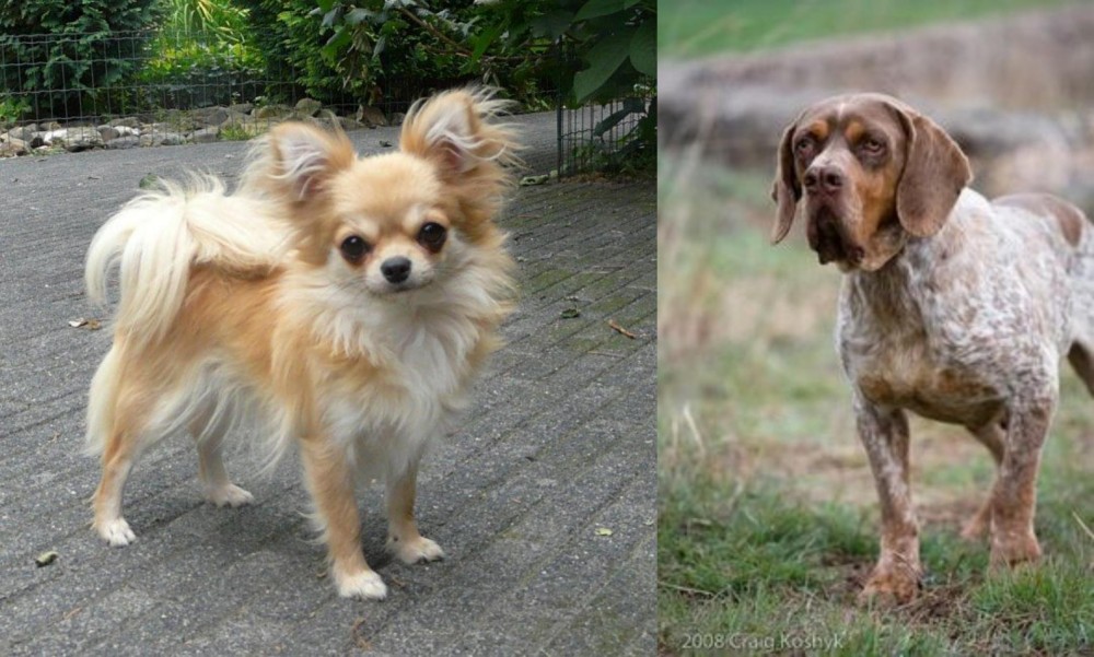 Spanish Pointer vs Long Haired Chihuahua - Breed Comparison