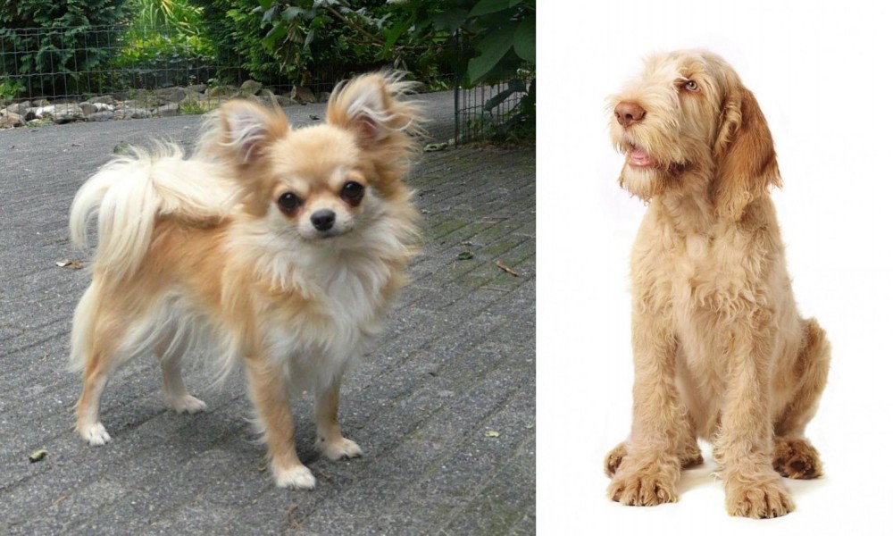 Spinone Italiano vs Long Haired Chihuahua - Breed Comparison