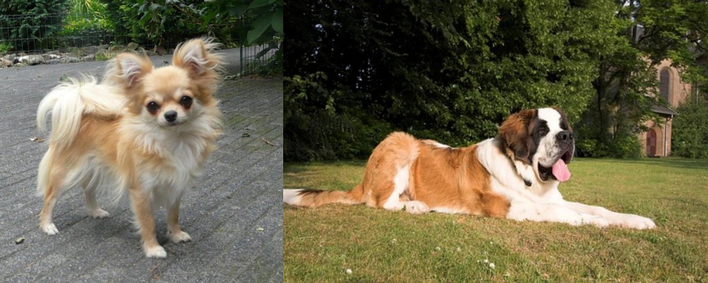 St. Bernard vs Long Haired Chihuahua - Breed Comparison