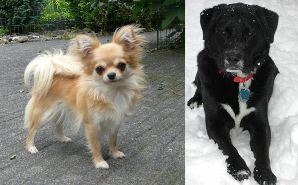 St. John's Water Dog vs Long Haired Chihuahua - Breed Comparison