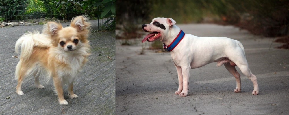 Staffordshire Bull Terrier vs Long Haired Chihuahua - Breed Comparison