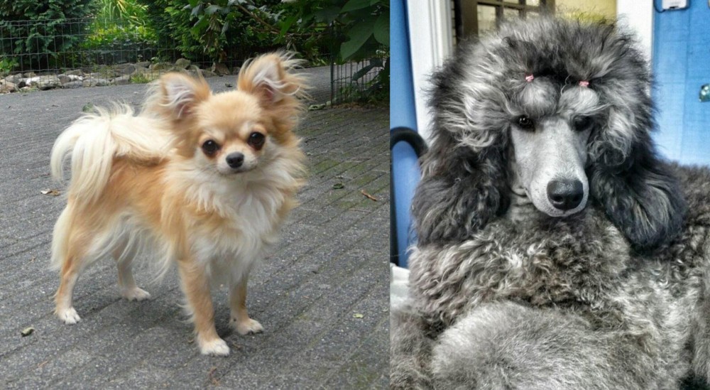 Standard Poodle vs Long Haired Chihuahua - Breed Comparison