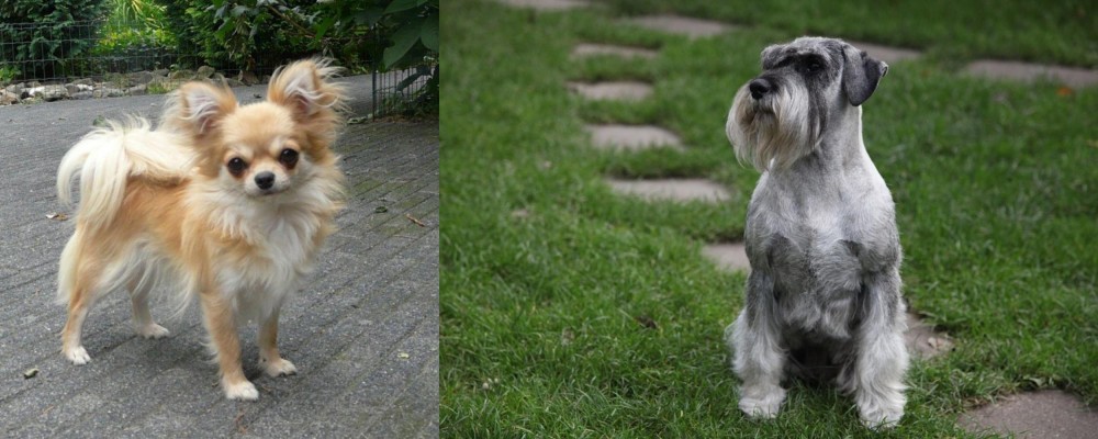 Standard Schnauzer vs Long Haired Chihuahua - Breed Comparison