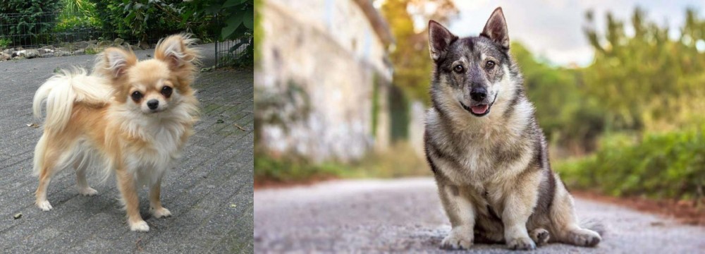 Swedish Vallhund vs Long Haired Chihuahua - Breed Comparison