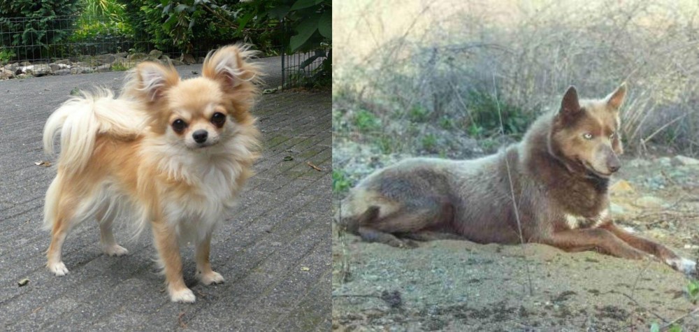Tahltan Bear Dog vs Long Haired Chihuahua - Breed Comparison
