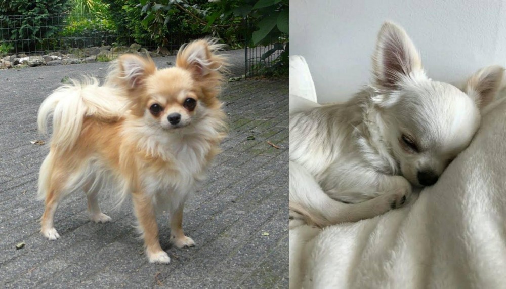 Tea Cup Chihuahua vs Long Haired Chihuahua - Breed Comparison