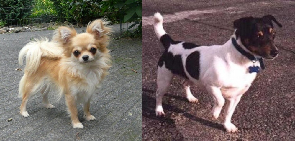 Teddy Roosevelt Terrier vs Long Haired Chihuahua - Breed Comparison
