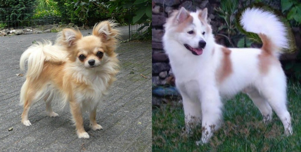 Thai Bangkaew vs Long Haired Chihuahua - Breed Comparison