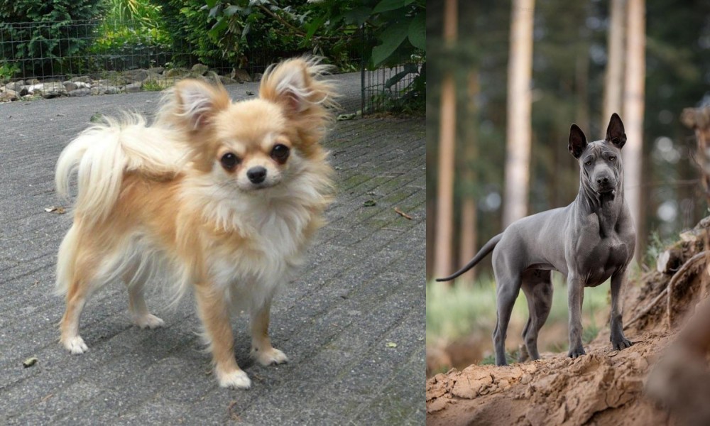 Thai Ridgeback vs Long Haired Chihuahua - Breed Comparison