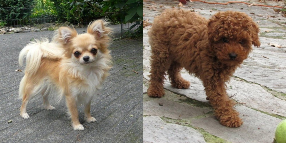 Toy Poodle vs Long Haired Chihuahua - Breed Comparison