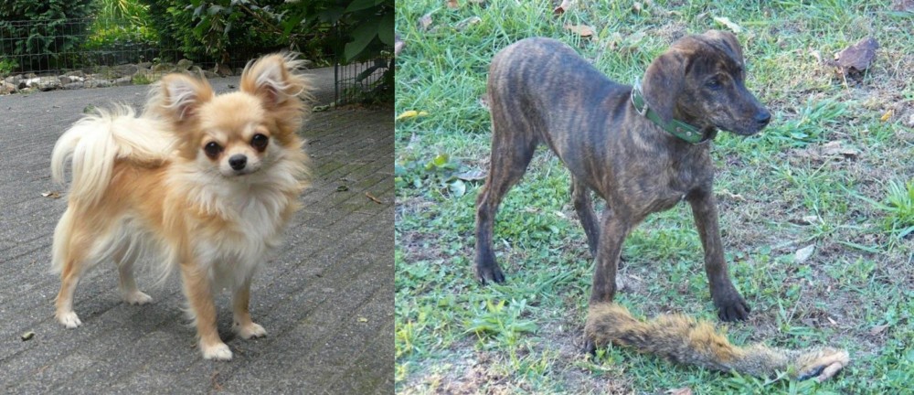 Treeing Cur vs Long Haired Chihuahua - Breed Comparison
