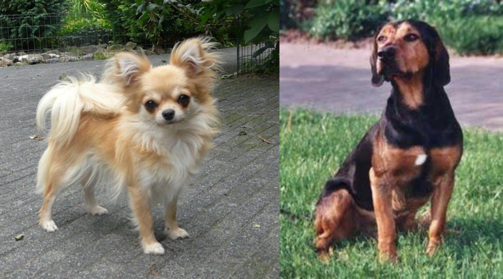 Tyrolean Hound vs Long Haired Chihuahua - Breed Comparison