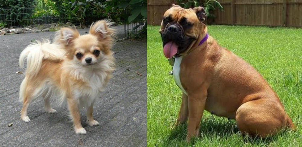 Valley Bulldog vs Long Haired Chihuahua - Breed Comparison