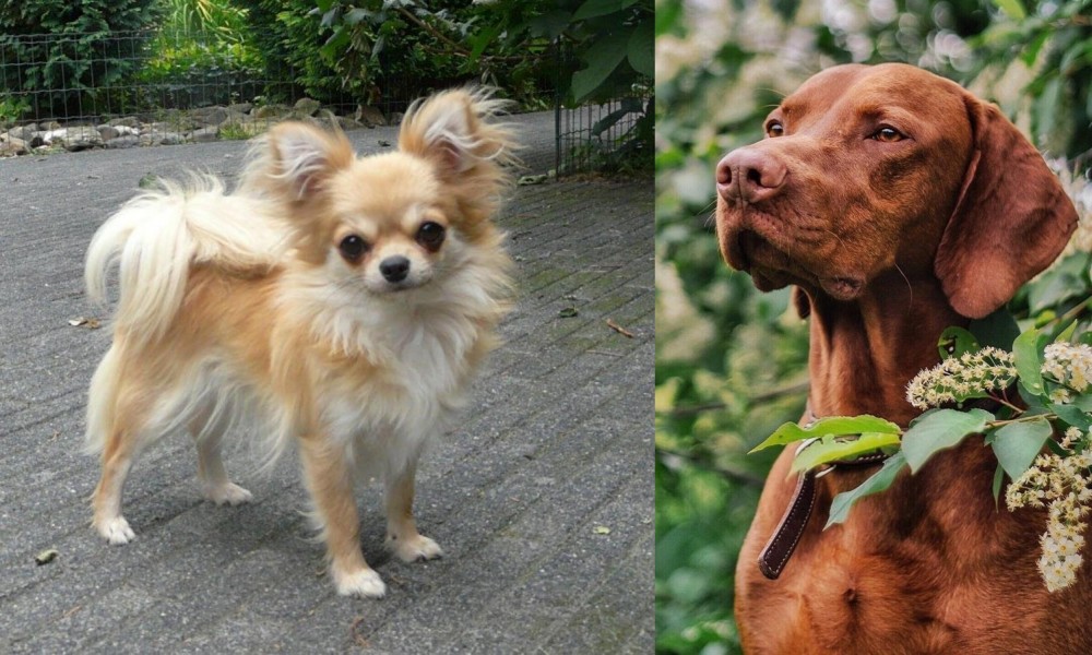 Vizsla vs Long Haired Chihuahua - Breed Comparison