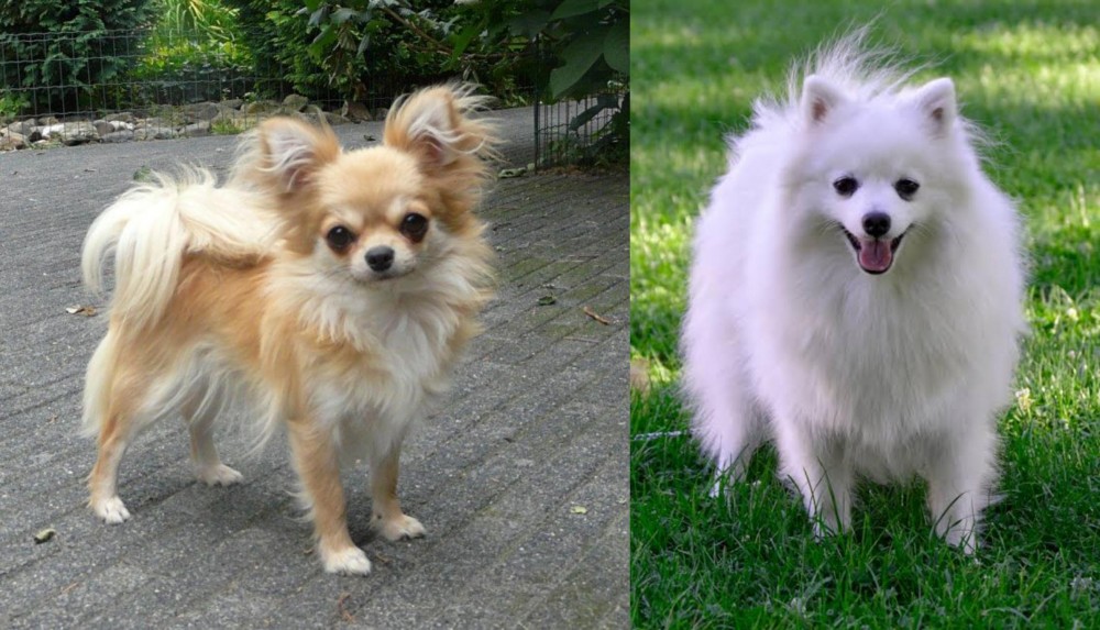 Volpino Italiano vs Long Haired Chihuahua - Breed Comparison