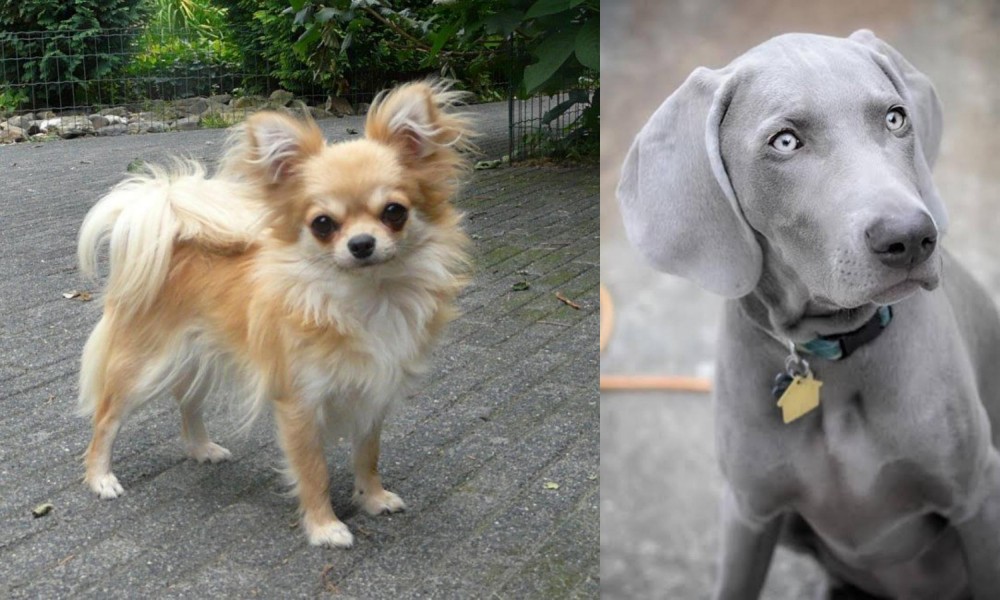Weimaraner vs Long Haired Chihuahua - Breed Comparison