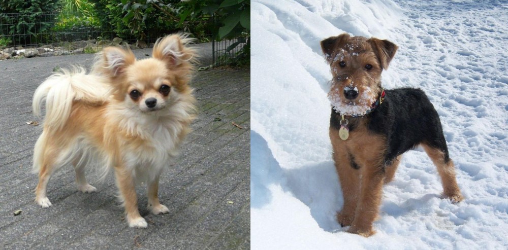 Welsh Terrier vs Long Haired Chihuahua - Breed Comparison