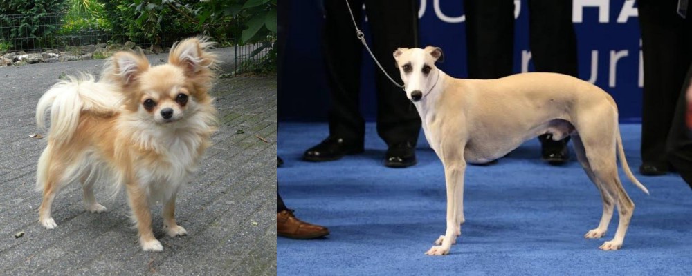 Whippet vs Long Haired Chihuahua - Breed Comparison