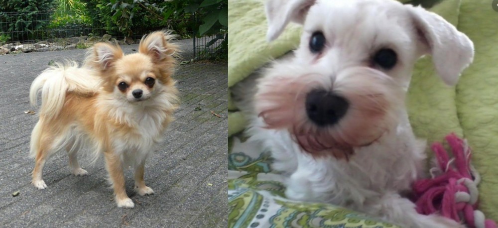 White Schnauzer vs Long Haired Chihuahua - Breed Comparison