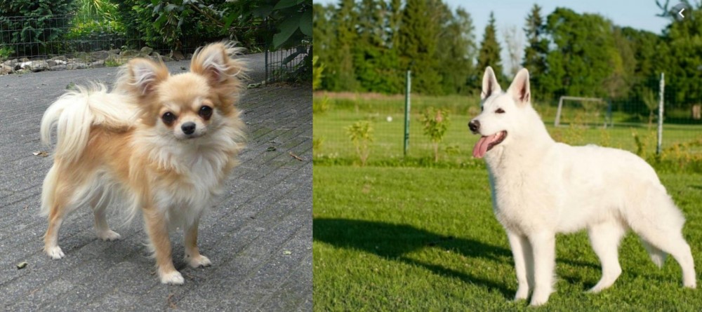 White Shepherd vs Long Haired Chihuahua - Breed Comparison