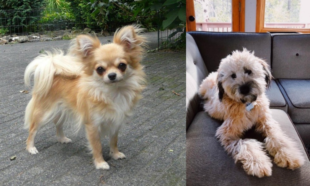 Whoodles vs Long Haired Chihuahua - Breed Comparison