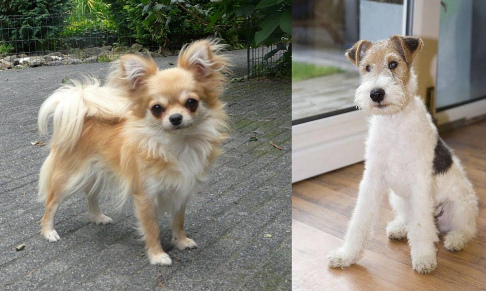Wire Fox Terrier vs Long Haired Chihuahua - Breed Comparison