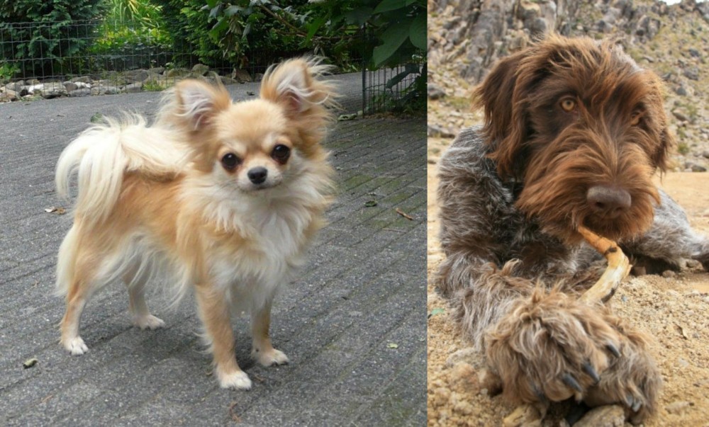 Wirehaired Pointing Griffon vs Long Haired Chihuahua - Breed Comparison
